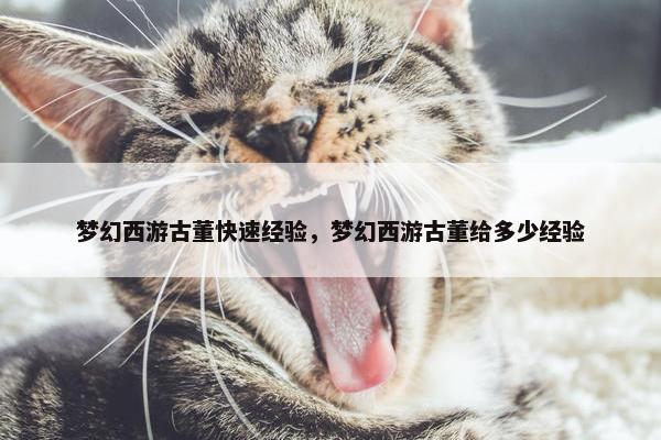 梦幻西游古董快速经验，梦幻西游古董给多少经验