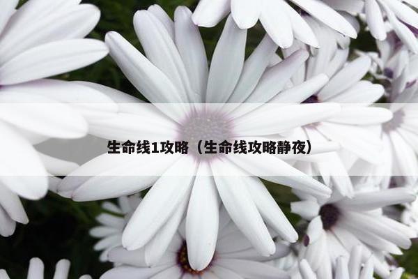 生命线1攻略（生命线攻略静夜）