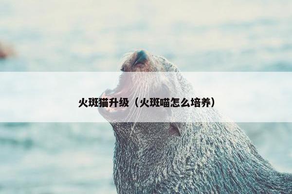 火斑猫升级（火斑喵怎么培养）