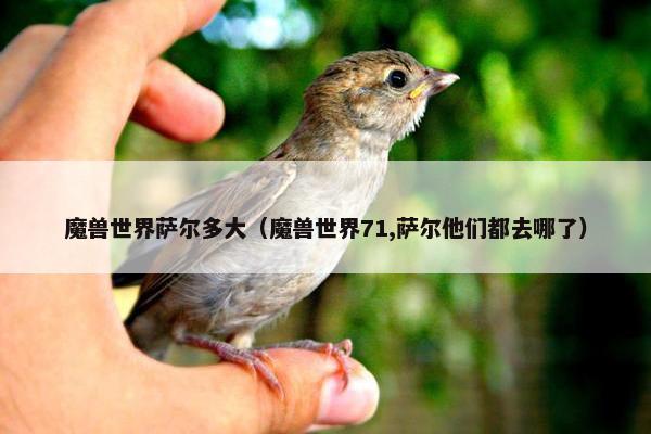 魔兽世界萨尔多大（魔兽世界71,萨尔他们都去哪了）